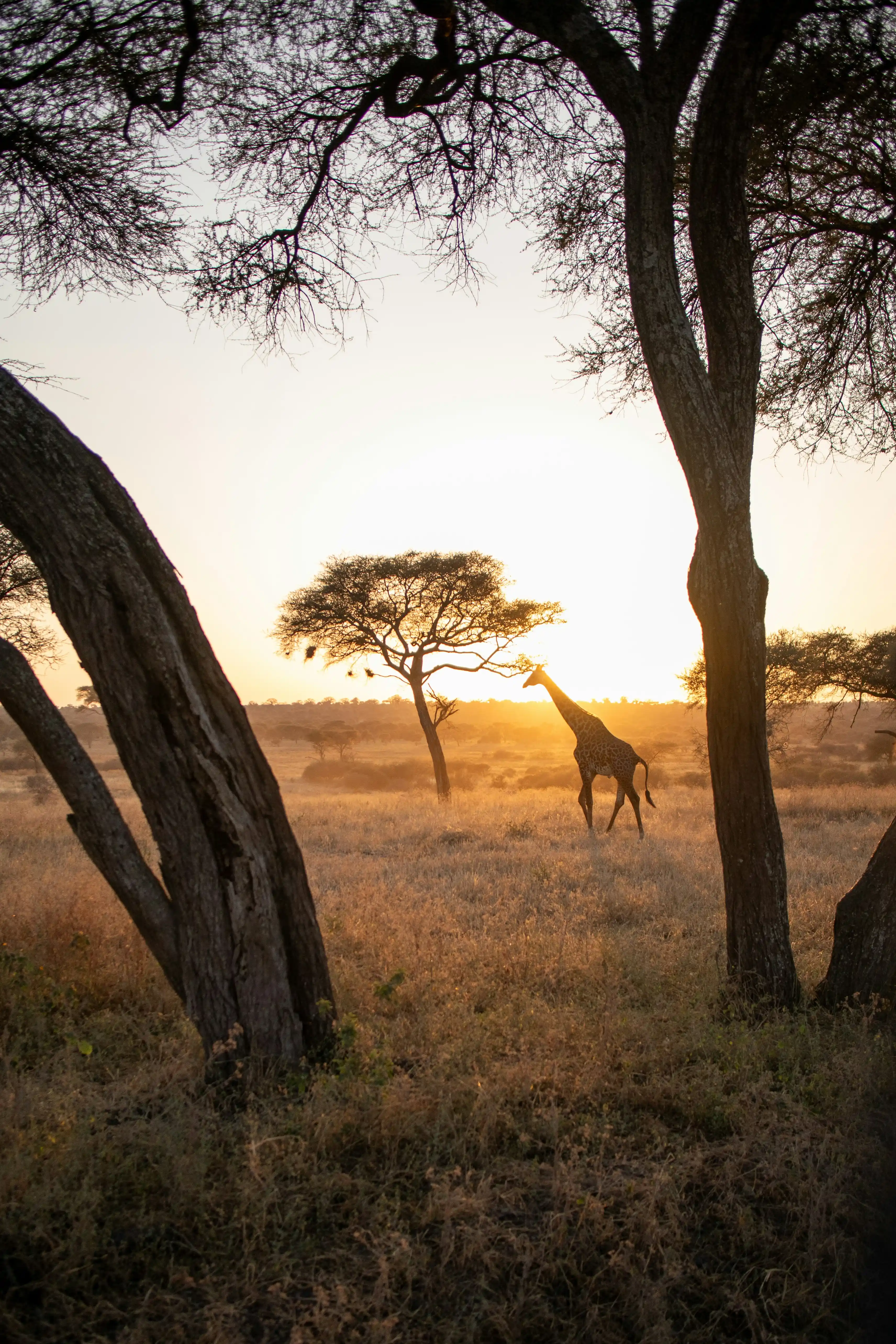 Tanzania